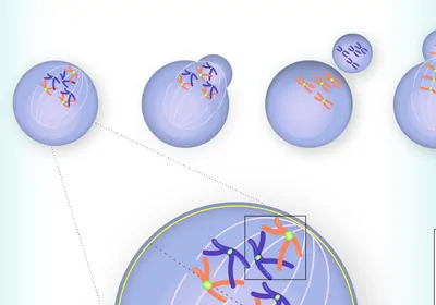 Infographic depicting one way centromeres can "cheat" during meiosis Infographic depicting one way centromeres can "cheat" during meiosis